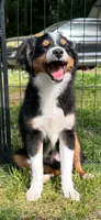 Waylon, a male Toy Australian Shepherd for sale in Camano Island, WA – 2 of 8