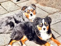 Waylon, a male Toy Australian Shepherd for sale in Camano Island, WA – 8 of 8