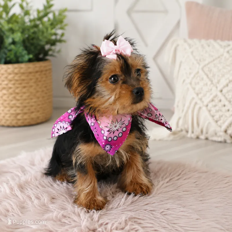 Roxy  – Yorkshire Terrier puppy for sale in Dallas, TX