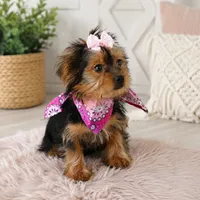 Roxy , a female Yorkshire Terrier for sale in Dallas, TX – 1 of 2