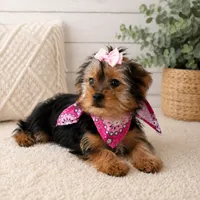 Roxy , a female Yorkshire Terrier for sale in Dallas, TX – 2 of 2