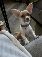 Junior , a male Pembroke Welsh Corgi and Chihuahua for sale in San Antonio, TX – 4 of 6
