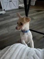 Junior , a male Pembroke Welsh Corgi and Chihuahua for sale in San Antonio, TX – 3 of 6