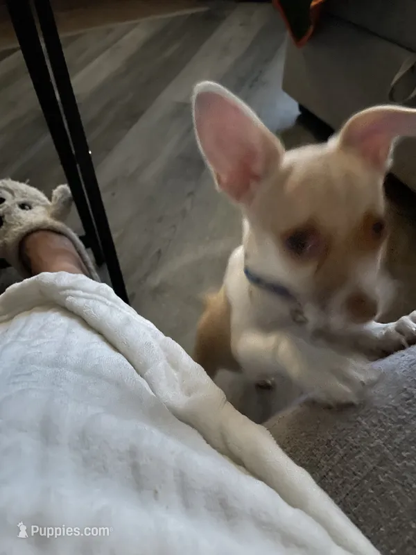 Junior  – Pembroke Welsh Corgi, Chihuahua puppy for sale in San Antonio, TX