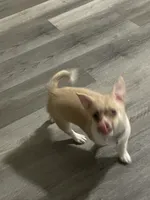 Junior , a male Pembroke Welsh Corgi and Chihuahua for sale in San Antonio, TX – 2 of 6