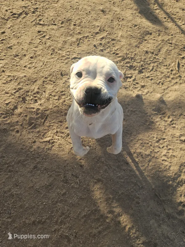 Mustache Girl – American Bulldog puppy for sale in San Diego, CA
