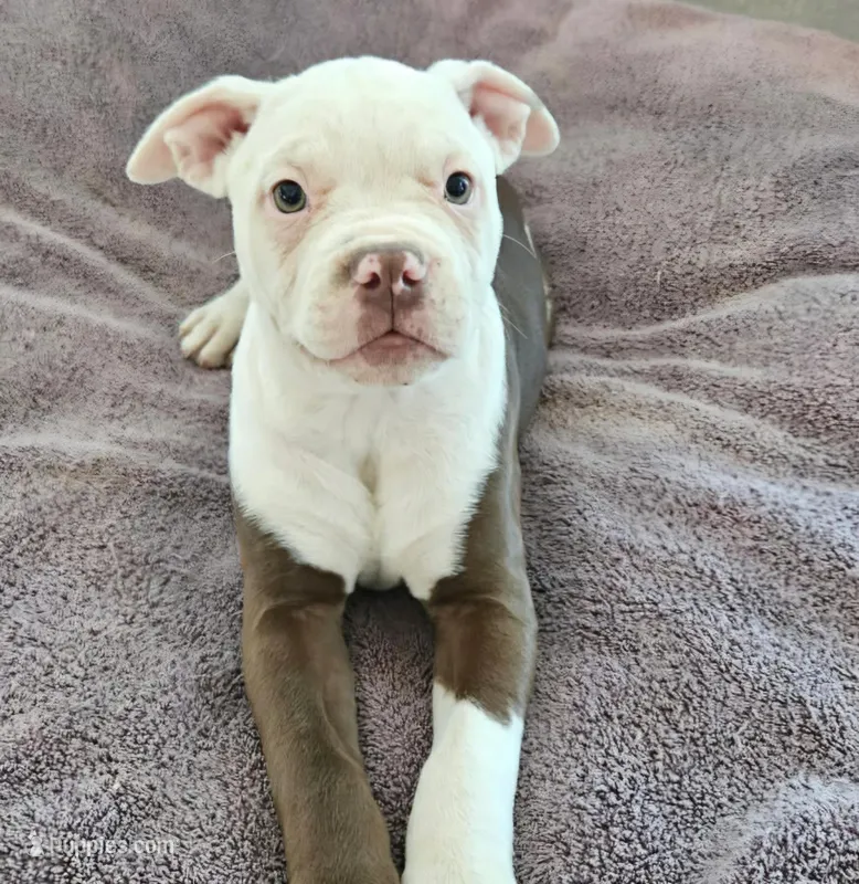 Hershey – American Bulldog puppy for sale in San Diego, CA