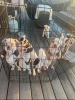 Hershey, a female American Bulldog for sale in San Diego, CA – Photo 5 of 5