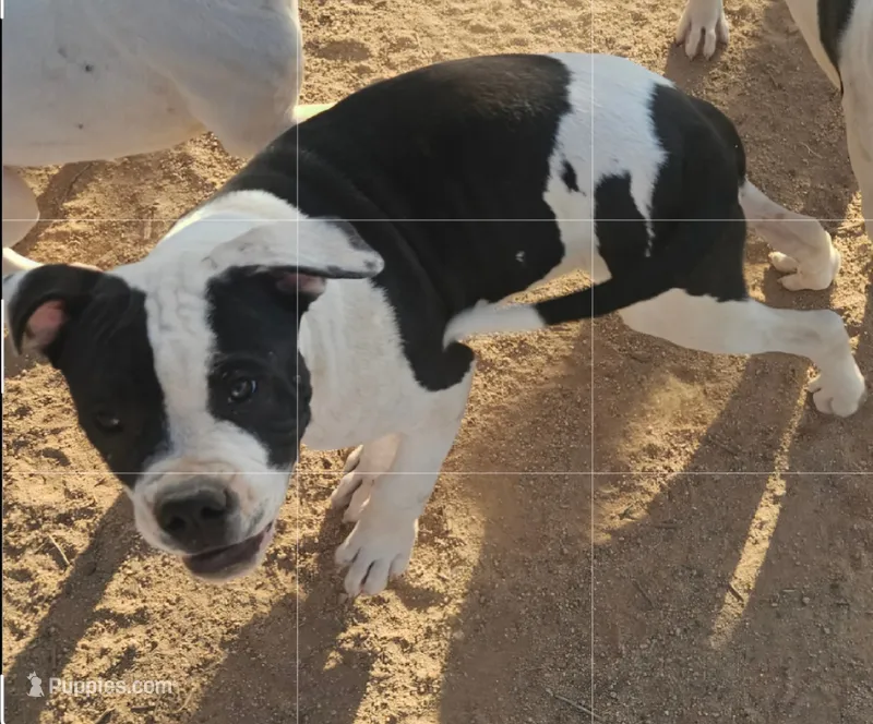 Chance Jr – American Bulldog puppy for sale in San Diego, CA