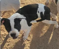 Chance Jr, a male American Bulldog for sale in San Diego, CA – 1 of 7