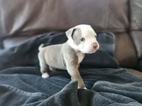 Grey boy, a male American Bulldog for sale in San Diego, CA – Photo 1 of 4