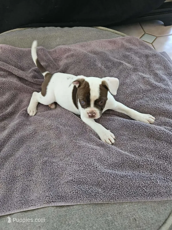 Hershey – American Bulldog puppy for sale in San Diego, CA