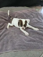 Hershey, a female American Bulldog for sale in San Diego, CA – Photo 1 of 4