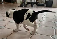 Chance Jr, a male American Bulldog for sale in San Diego, CA – Photo 2 of 6