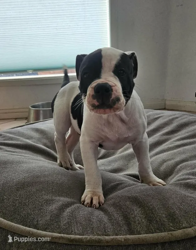 Chance Jr – American Bulldog puppy for sale in San Diego, CA