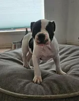 Chance Jr, a male American Bulldog for sale in San Diego, CA – Photo 1 of 6