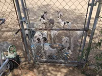 Chance Jr, a male American Bulldog for sale in San Diego, CA – Photo 6 of 6