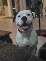 Chance Jr, a male American Bulldog for sale in San Diego, CA – Photo 3 of 6