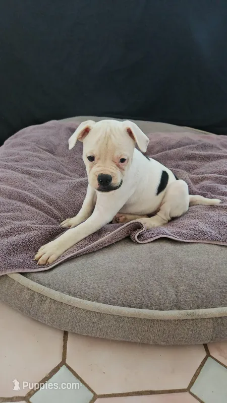 Various – American Bulldog puppy for sale in San Diego, CA