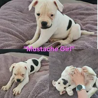 Various, a female American Bulldog for sale in San Diego, CA – Photo 2 of 6