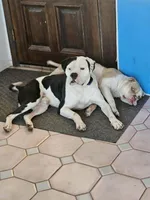 Various, a female American Bulldog for sale in San Diego, CA – Photo 4 of 6