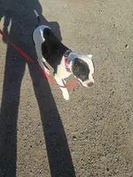 Chance Jr, a male American Bulldog for sale in San Diego, CA – 10 of 10