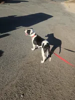 Chance Jr, a male American Bulldog for sale in San Diego, CA – 3 of 10