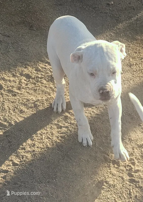 Bubba – American Bulldog puppy for sale in San Diego, CA