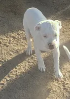 Bubba, a male American Bulldog for sale in San Diego, CA – 1 of 7