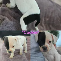 Cookie, a female American Bulldog for sale in San Diego, CA – Photo 1 of 4