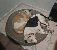 Cookie, a female American Bulldog for sale in San Diego, CA – Photo 2 of 4