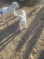 Bubba, a male American Bulldog for sale in San Diego, CA – 3 of 7