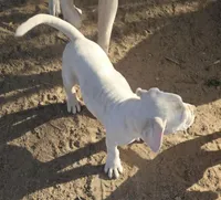 Smalls, a male American Bulldog for sale in San Diego, CA – Photo 2 of 5