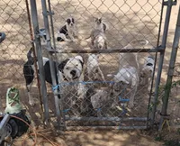 Smalls, a male American Bulldog for sale in San Diego, CA – Photo 3 of 5
