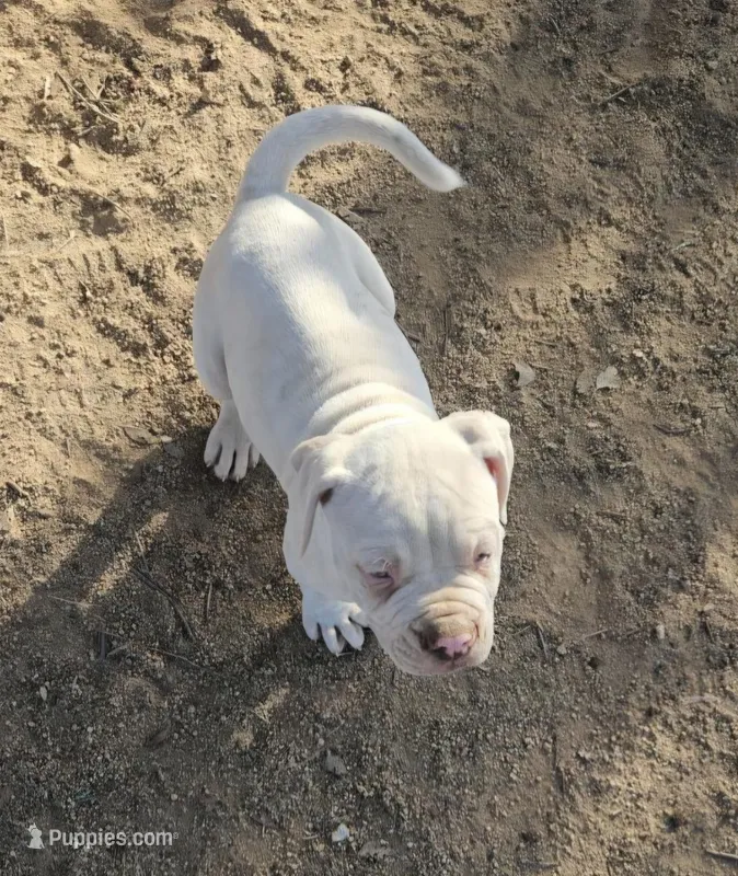 Smalls – American Bulldog puppy for sale in San Diego, CA