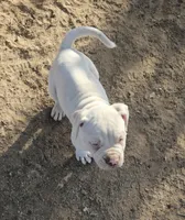 Smalls, a male American Bulldog for sale in San Diego, CA – Photo 1 of 5