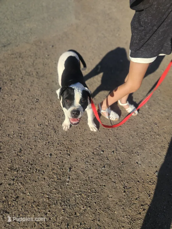 Chance Jr – American Bulldog puppy for sale in San Diego, CA