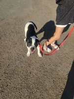 Chance Jr, a male American Bulldog for sale in San Diego, CA – 1 of 10