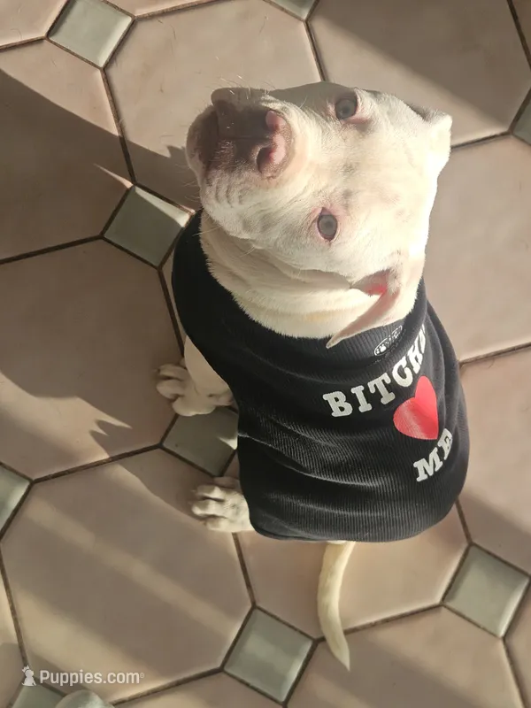 Smalls – American Bulldog puppy for sale in San Diego, CA
