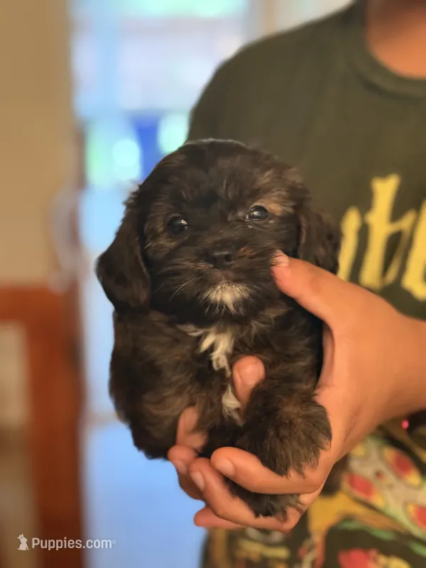 Cavapoo – Cavapoo puppy for sale in Clermont, FL
