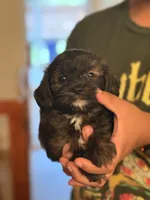 Cavapoo, a male Cavapoo for sale in Clermont, FL – 1 of 3