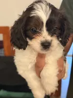 Cavapoo, a male Cavapoo for sale in Clermont, FL – 2 of 3