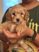 Cavapoo, a male Cavapoo for sale in Clermont, FL – 3 of 3