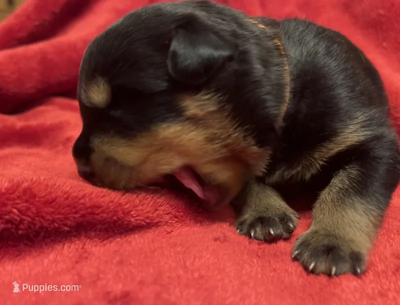 Orange boy – Rottweiler puppy for sale in Houston, AR