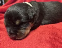 Grey Boy, a male Rottweiler for sale in Houston, AR – Photo 4 of 6