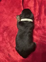 Grey Boy, a male Rottweiler for sale in Houston, AR – Photo 6 of 6