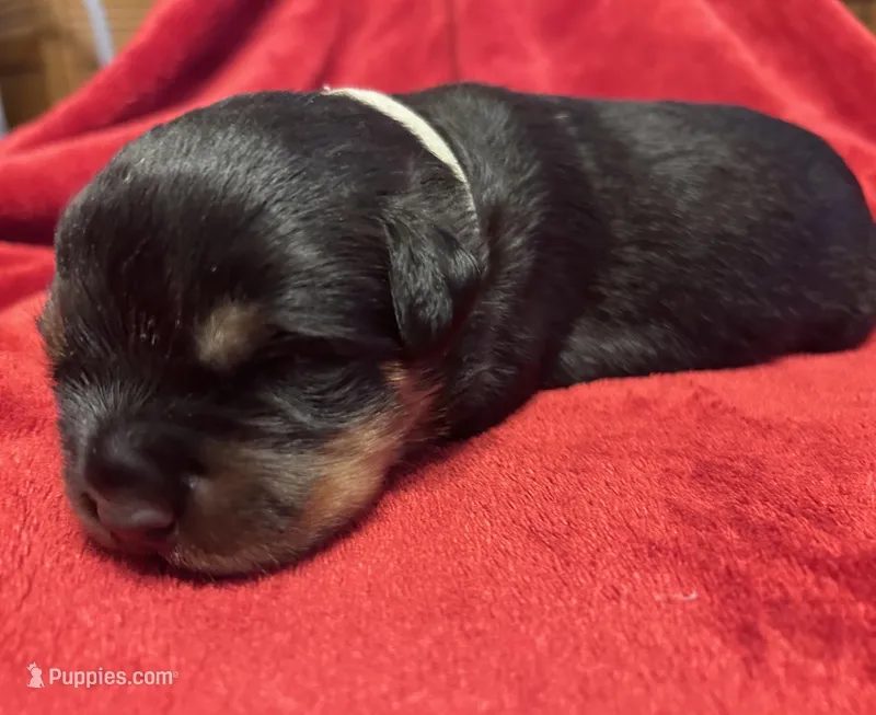 Grey Boy – Rottweiler puppy for sale in Houston, AR