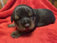 Grey Boy, a male Rottweiler for sale in Houston, AR – Photo 2 of 6