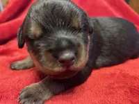 Grey Boy, a male Rottweiler for sale in Houston, AR – Photo 3 of 6