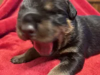 Grey Boy, a male Rottweiler for sale in Houston, AR – Photo 5 of 6